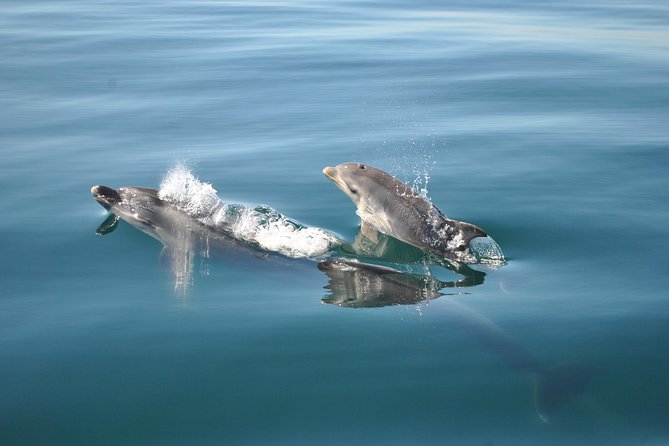 Sealife Sea Safari, Dolphin Watching With Marine Biologists Lagos - Accessibility and Restrictions