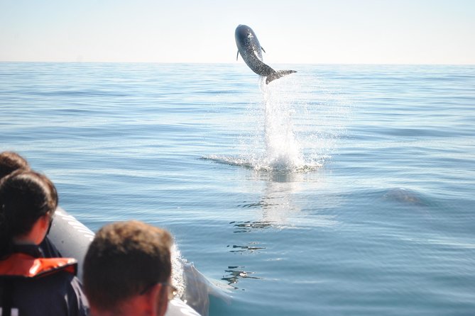 Sealife Sea Safari, Dolphin Watching With Marine Biologists Lagos - Preparing for the Weather