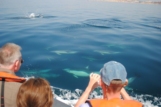 Sealife Sea Safari, Dolphin Watching With Marine Biologists Lagos - Group Size and Pricing