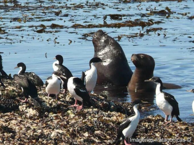 Sealing Through the Beagle Channel to the Lighthouse - Sea Lion Island Observation