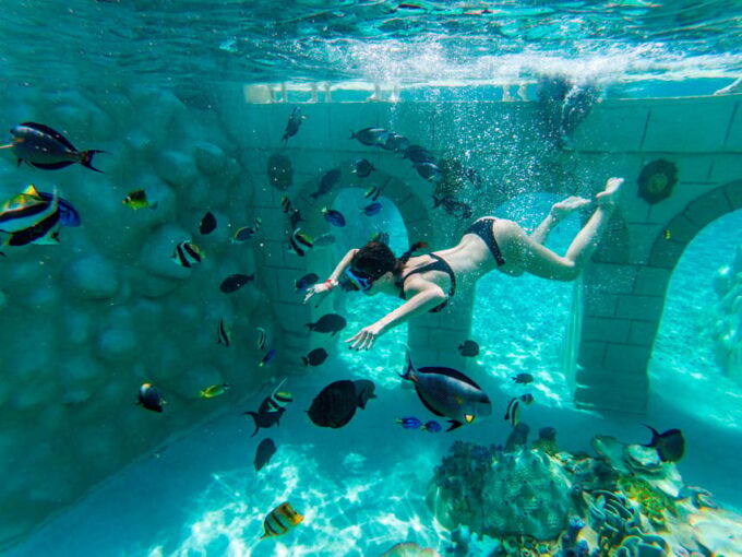 Seapark: Swimming in Pool Aquarium With Authentic Creatures - Dolphin Show Attraction