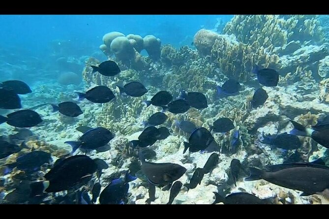 Seascooter Snorkeling Experience in Mangel Halto - Exploring Mangel Halto