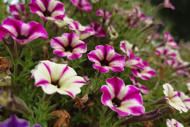 Seasonal Colors at Ashikaga Flower Park From Karuizawa - What to Expect on the Tour