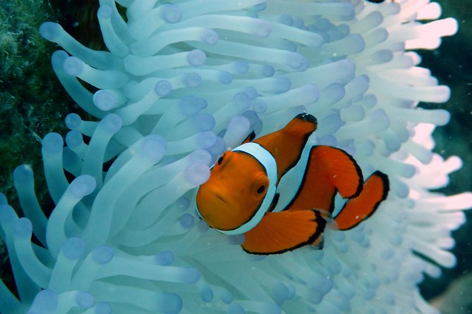 Seastar Luxury Outer Great Barrier Reef Island and Reef Tour - Departure and Return