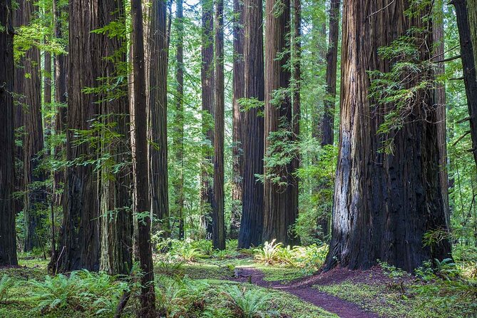 Seattle Amtrak Coast Starlight SF 8 Day Tour From Vancouver - Included in the Tour