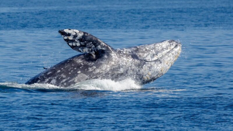 Seattle: Half-Day Wildlife and Whale Watching Cruise - Tour Features and Amenities