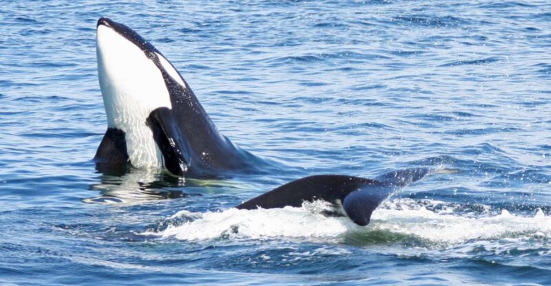 Seattle: Half-Day Wildlife and Whale Watching Cruise - Accessibility and Meeting Point