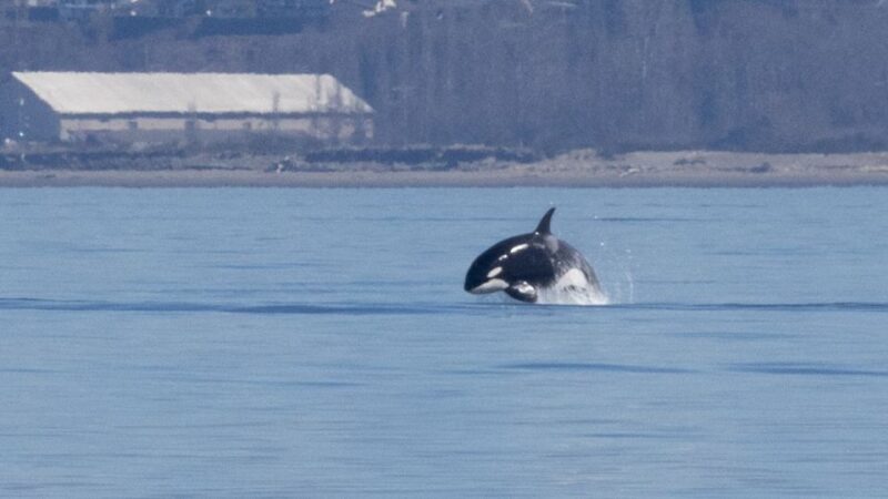 Seattle: Half-Day Wildlife and Whale Watching Cruise - Booking and Cancellation Policy