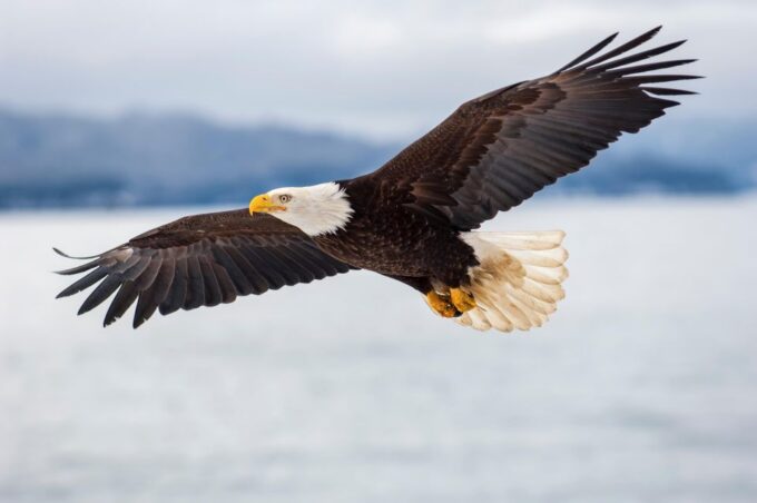 Seattle: Half-Day Wildlife and Whale Watching Cruise - Cruise Duration and Schedule