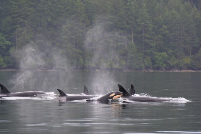 Seattle: Half-Day Wildlife and Whale Watching Cruise - Onboard Naturalist Expertise
