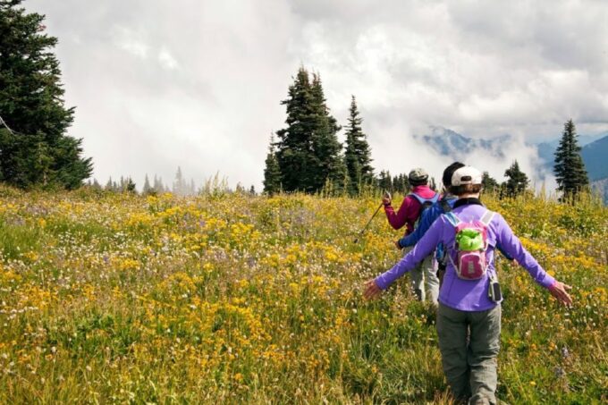 Seattle: Olympic National Park Small-Group Tour - Pickup and Drop-off