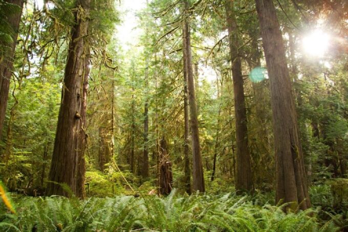Seattle: Olympic National Park Small-Group Tour - Nature Walks
