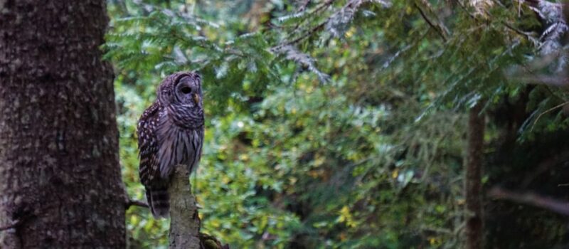 Seattle: Private Whidbey Island & Deception Pass Tour - Experience Details