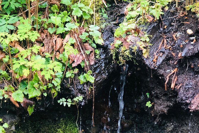 Seattle Waterfall Experience - Recommended for Occasions
