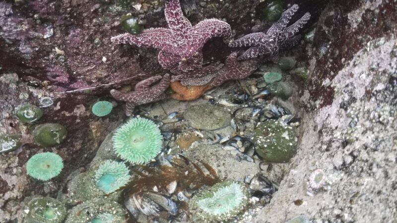 Seattle: Whidbey Island Deception Pass + Winter Birding Trip - Important Information and Recommendations