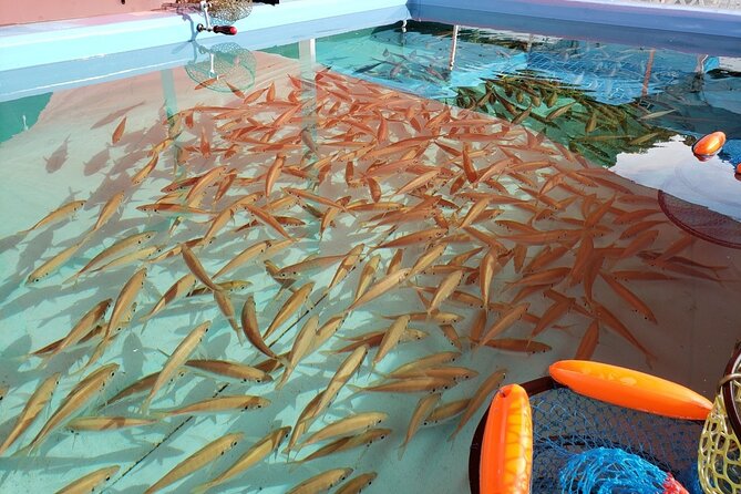 Seawater Fishing Pond and Hamayaki Grill BBQ Experience - Experience Overview