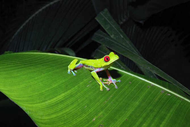 Secret Night Walk in Puerto Jimenez - Meeting Point and Transportation