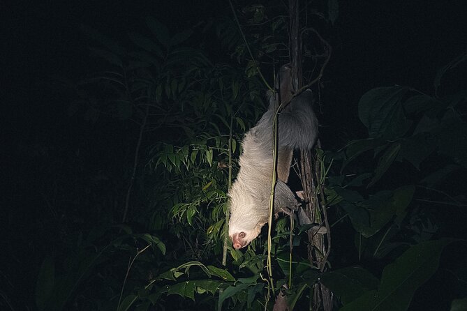 Secret Night Walk in Puerto Jimenez - Scheduling and Pricing