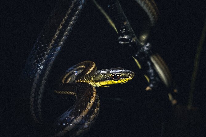 Secret Night Walk in Puerto Jimenez - Guide Expertise and Engagement