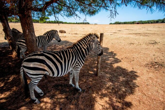 Secret Treasure: Brijuni National Park Adventure - Marine Life Exploration