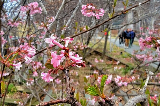 Secrets of the High Line - Unique Plant Life