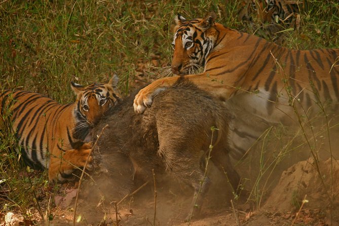 Secrets of Wild India Tour - Accommodation and Inclusions