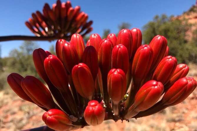 Sedona Sneak-a-Peak Hike With a Private Guide - Healthy Trail Snacks