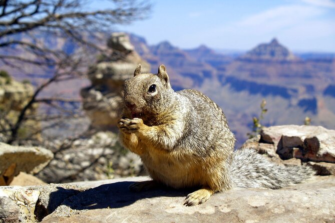 Sedona to Grand Canyon VIP Adventure - Feedback and Reviews