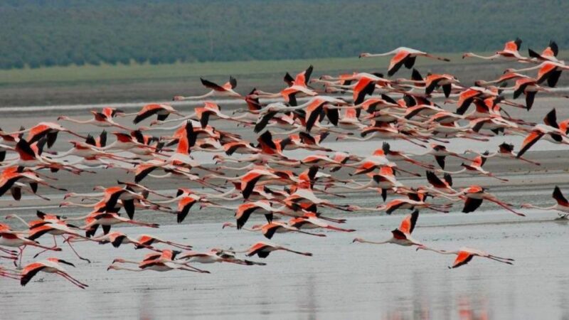 See Albufera Lake +City of Arts and Sciences on a Bike Tour - Breathtaking Natural Landscapes