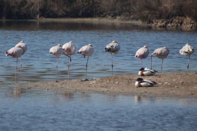 See Albufera Lake +City of Arts and Sciences on a Bike Tour - Inclusions and Tour Details