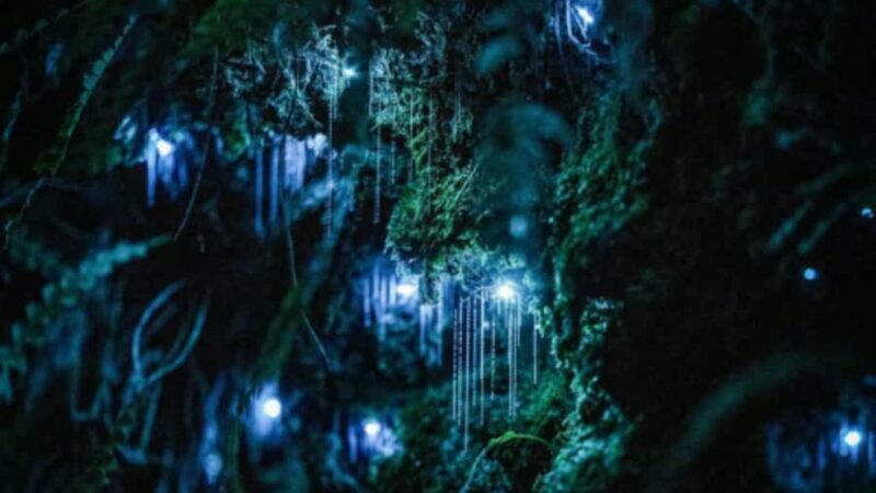 See Auckland's Secret Glow Worms - Discover Auckland’s Hidden Glow Worms: A Night Walk to Remember