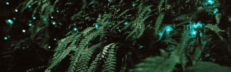See Auckland's Secret Glow Worms - Why You’ll Love This Night Walk