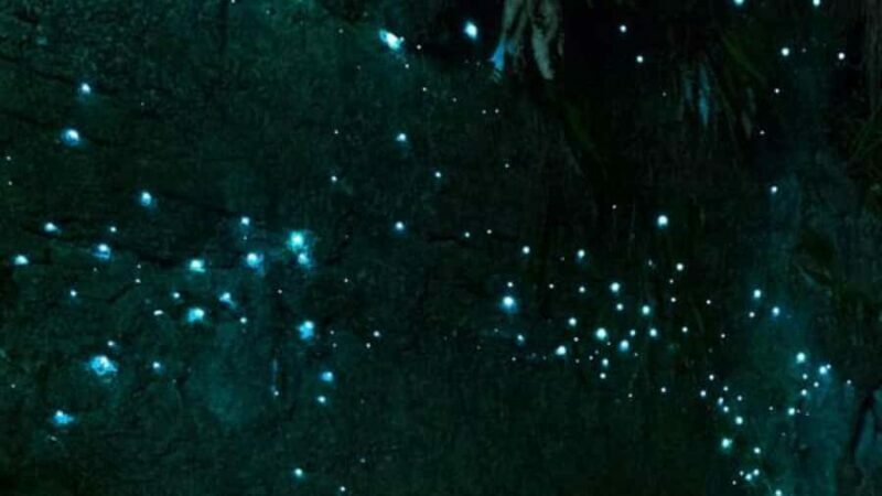 See Auckland's Secret Glow Worms - The Practicalities: What You Need to Know