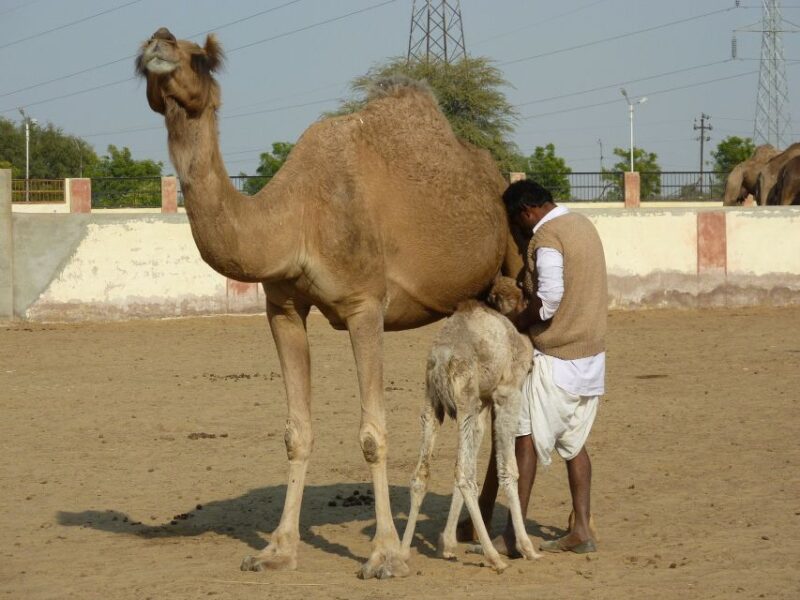 See Camel Centre, Rat Temple From Jodhpur With Bikaner Drop - Karni Mata Temple