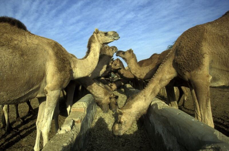 See Camel Centre, Rat Temple From Jodhpur With Bikaner Drop - Transportation Arrangements