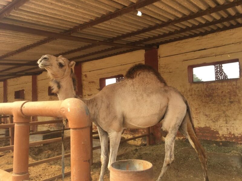 See Camel Centre, Rat Temple From Jodhpur With Bikaner Drop - Inclusion and Exclusion