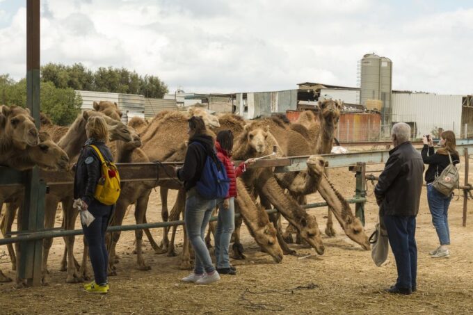 See Camel Centre, Rat Temple From Jodhpur With Bikaner Drop - Tour Duration and Pricing