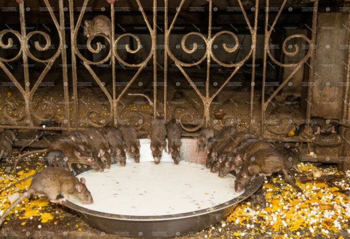 See Camel Centre, Rat Temple From Jodhpur With Bikaner Drop - Language Availability