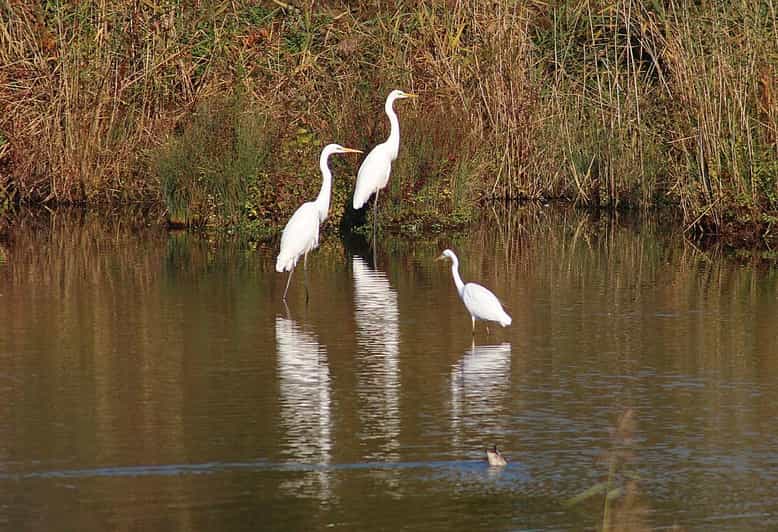See Chand Baori, Bird Sanctuary, Fatehpur Sikri From Jaipur - Bharatpur Bird Sanctuary