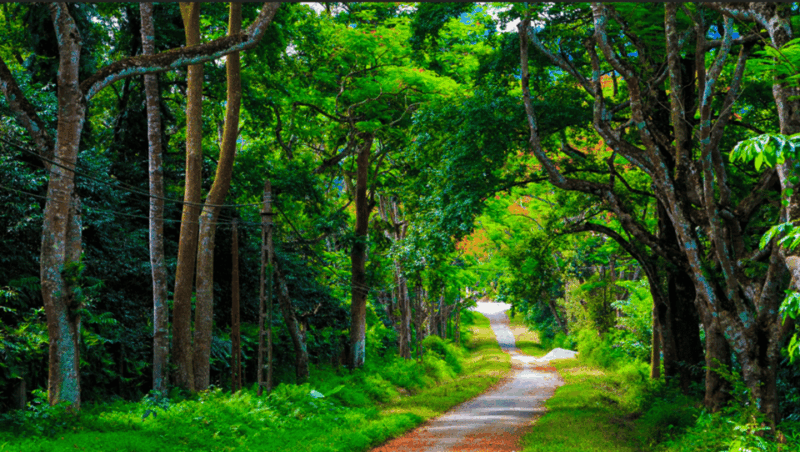 See Fireflies & Wild Animals in Cuc Phuong National Park - Key Points