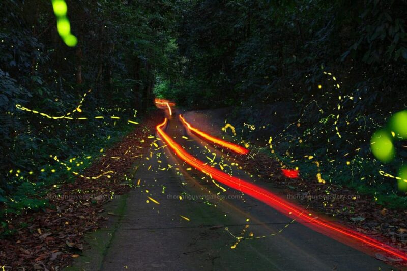 See Fireflies & Wild Animals in Cuc Phuong National Park - Discovering Thousand-Year-Old Trees and Butterflies