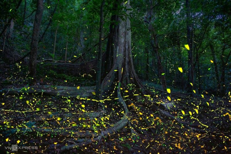 See Fireflies & Wild Animals in Cuc Phuong National Park - Evening Adventure in the Cuc Phuong Forest