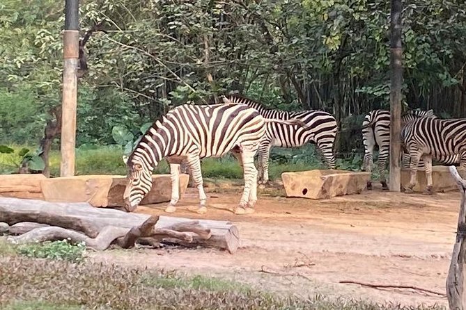 See Panda Guangzhou Chimelong Safari Park and Circus Private Tour - Animal Encounters and Attractions