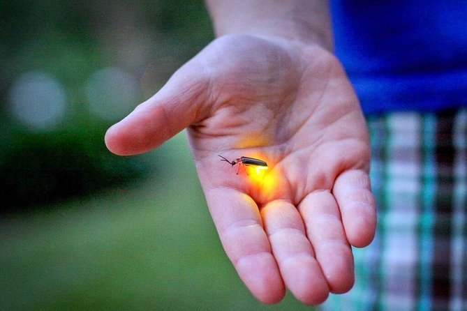 Sekinchan Paddy Field, Fishing Village & Kuala Selangor Fireflies Tour - Kuala Selangor Fireflies