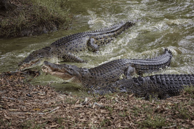 Selangor: Paya Indah Discovery Wetlands at Gamuda Cove - Educational Programs and Tours