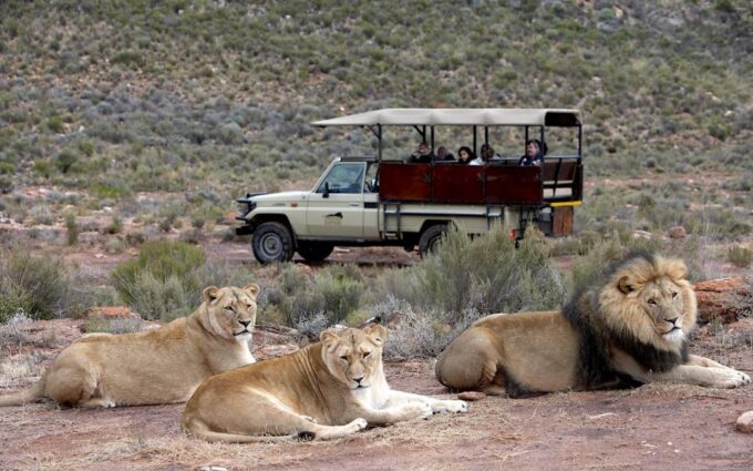 Self Drive Aquila Safari Game Reserve Sunset Game Drive - Frequently Asked Questions