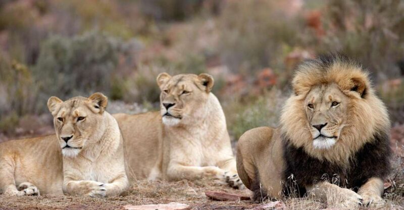 Self Drive Aquila Safari Reserve Early Morning Game Drive - Key Points