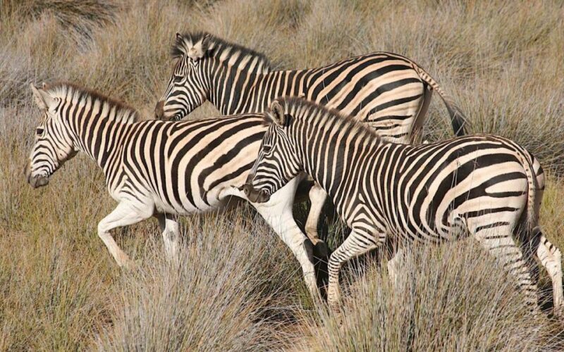 Self Drive Aquila Safari Reserve Early Morning Game Drive - Guided Safari Game Drive