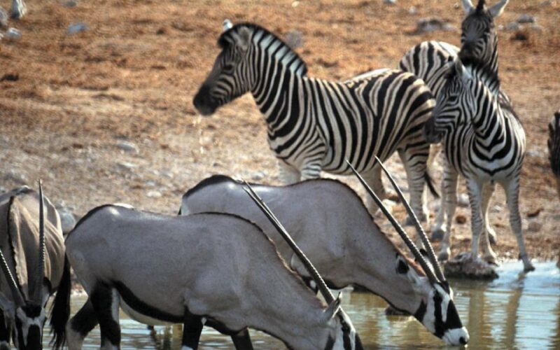 Self Drive Aquila Safari Reserve Early Morning Game Drive - Guided Horseback Safaris