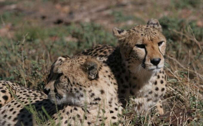 Self Drive Aquila Safari Reserve Early Morning Game Drive - Frequently Asked Questions